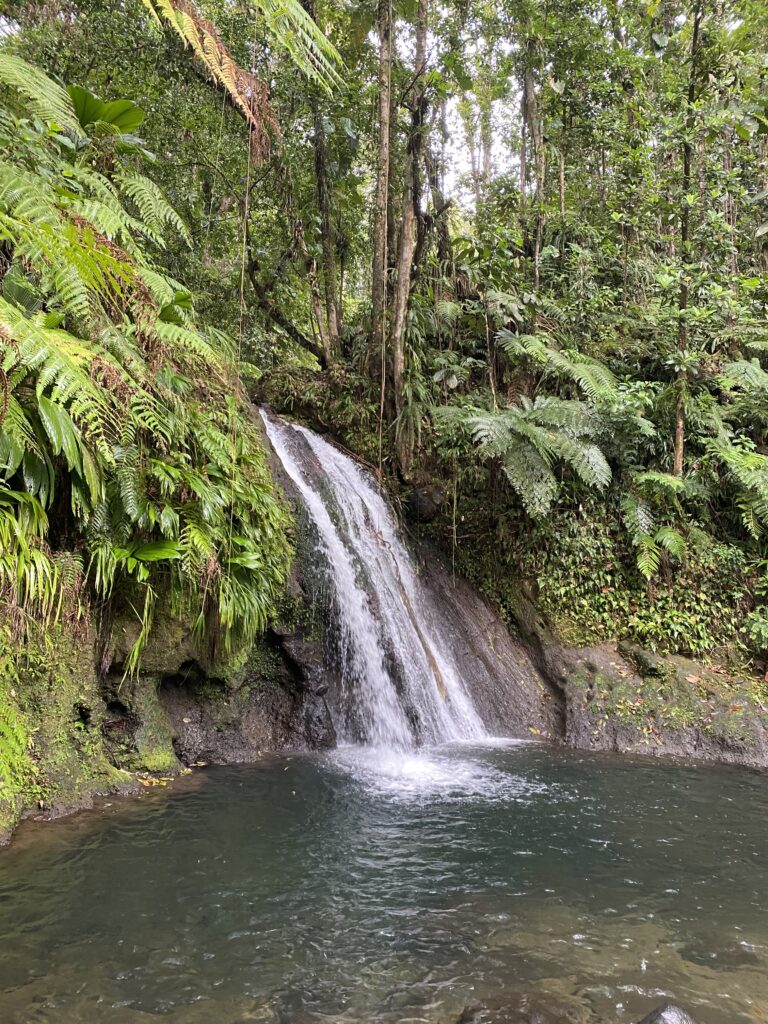 La forêt tropicale de Basse-Terre