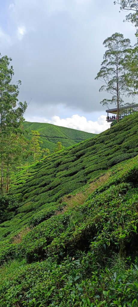 Plantations de thé des Cameron Highlands