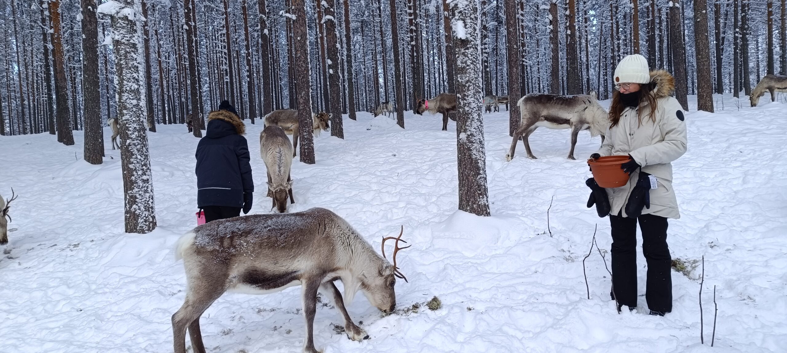 Laponie finlandaise